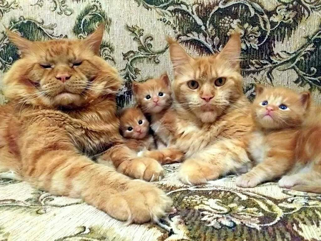 cat_MaineCoon_family.png