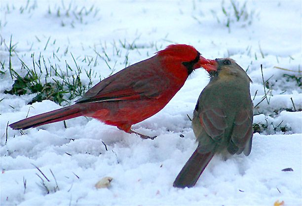 pair_Cardinal.jpg