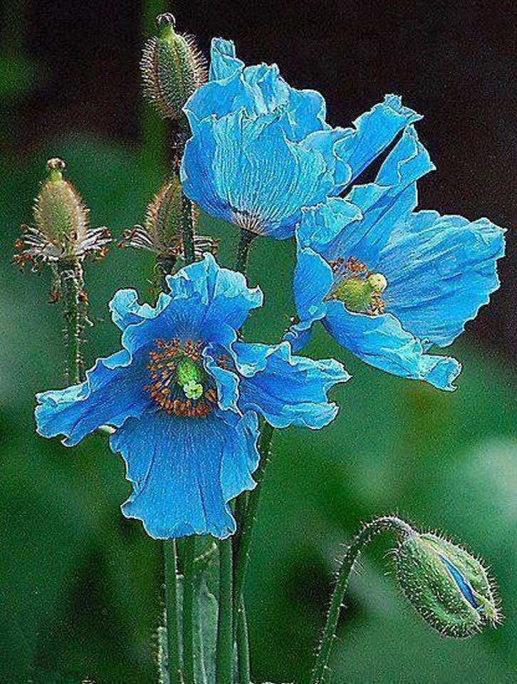 Fleur_BluePoppies_Himalaya.jpg