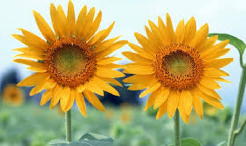 pair_sunflower.JPG