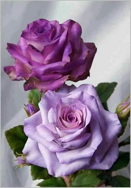 Fleur_pair_violetRoses.jpg
