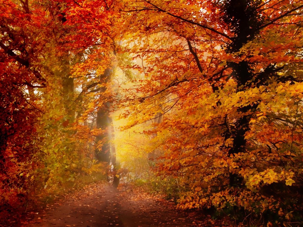 Tree_autumnForestTrail.jpg
