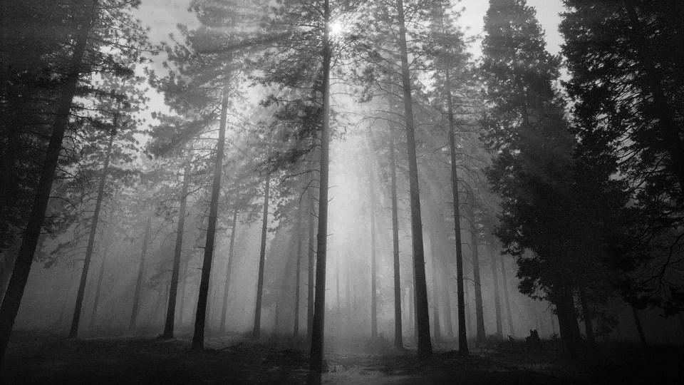 fog_BurnedForestMist.jpg