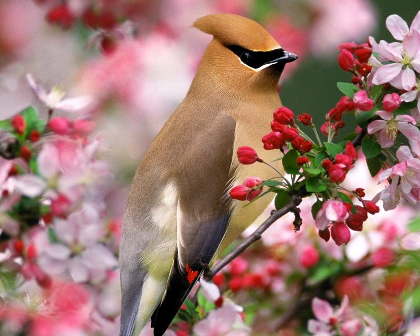 Bird_cerise.jpg