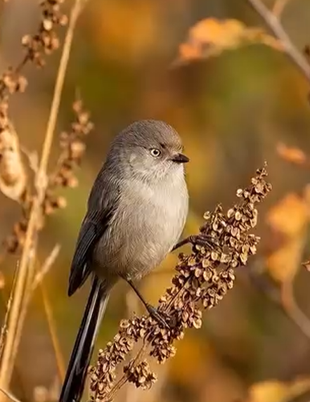 Bird_winterGrass.png