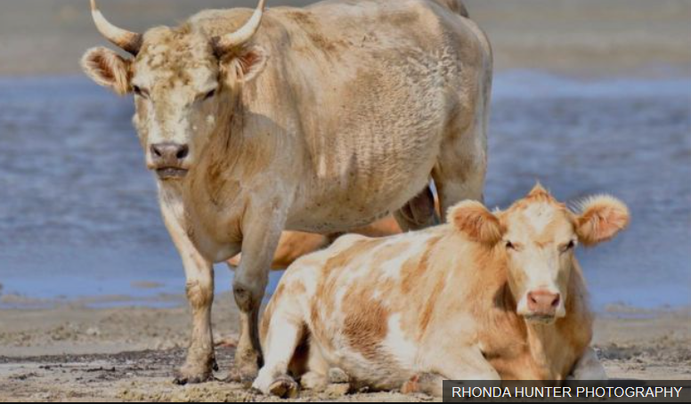 CattleBarrierIslands_2019.png