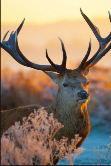 MrigaDeer2.JPG