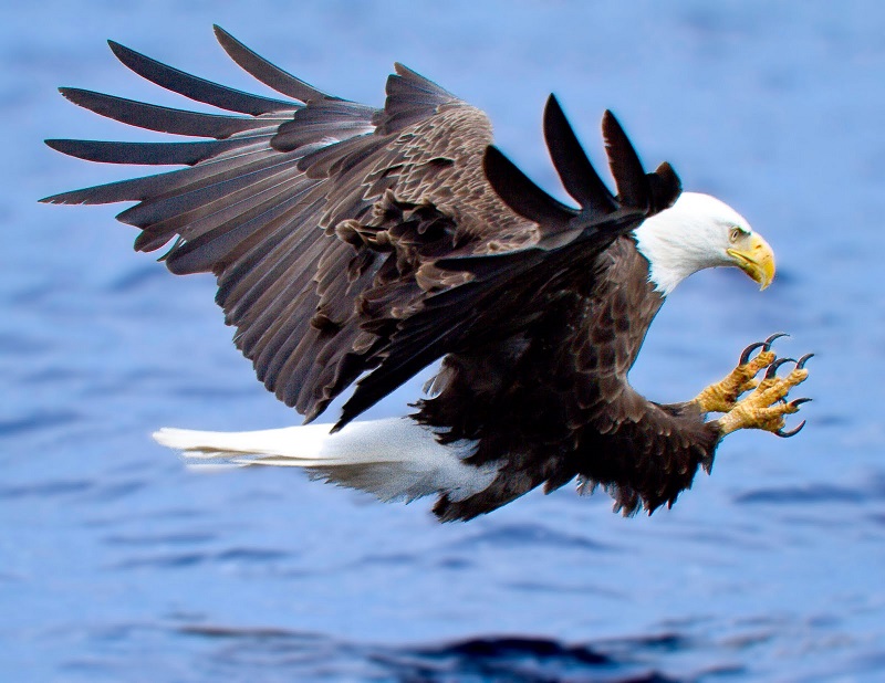 Eagle_Aquila.jpg
