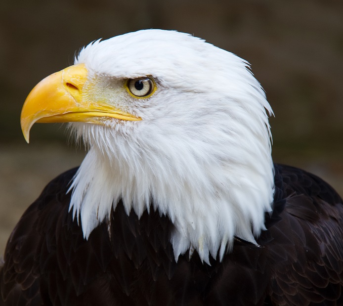 Aquila_capexBlanca.jpg