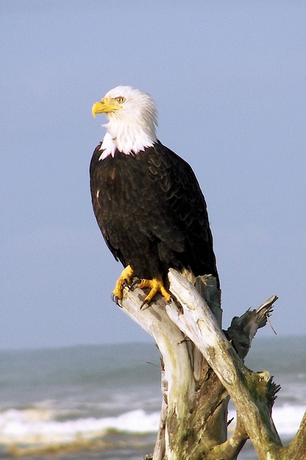 Aquila_perched.jpg