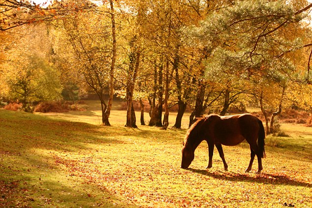 HorseAutumn.jpg
