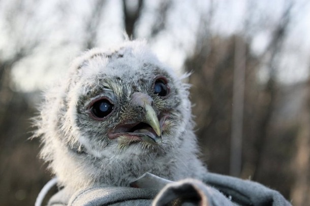 OwlBaby.jpg