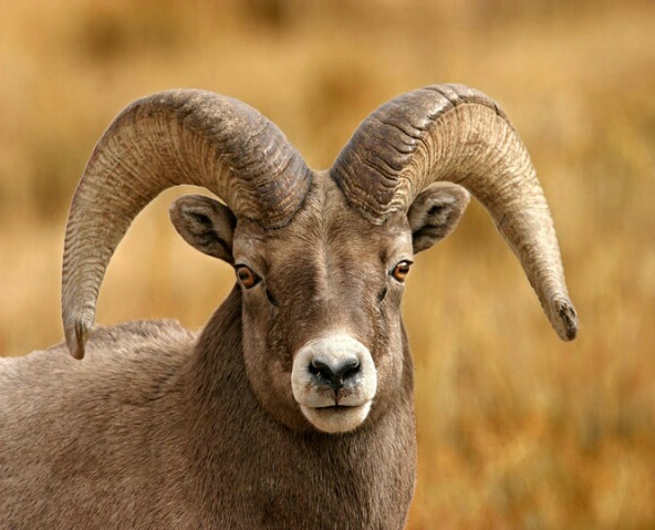 RamHead.jpg