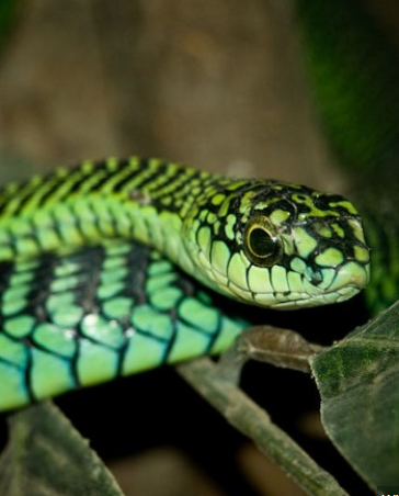 SnakeBoomslang.PNG