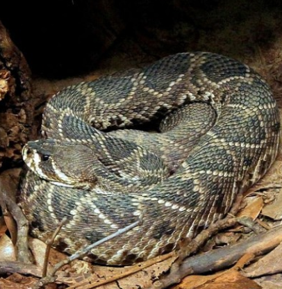 SnakeAmericanRattle.PNG