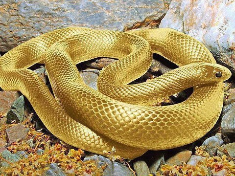 Rahu9_AuraSarpa.jpg