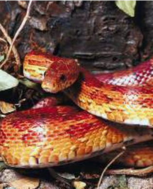 SnakeCandyCorn.PNG