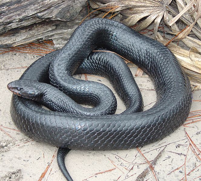 Snake_Indigo.jpg