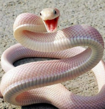 RahuChandra_pinkSnake.PNG
