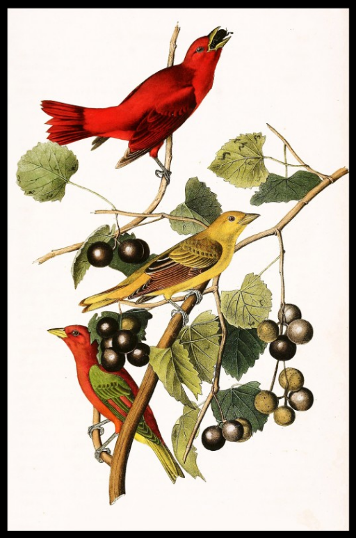 AudubonSummerTanager_184x.PNG