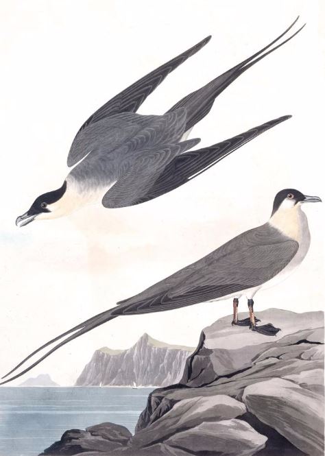 Audubon_ArcticYagerBird.JPG