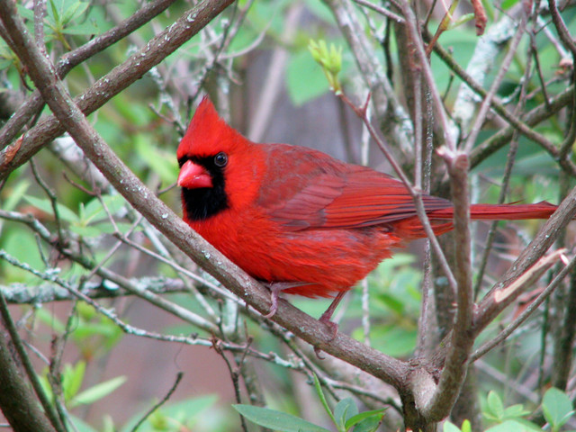 bird_AviatoCardinale.jpg