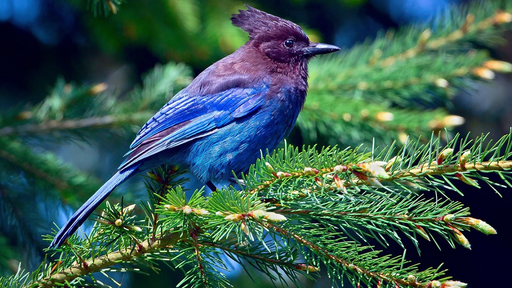 BlueyBirdy.jpg