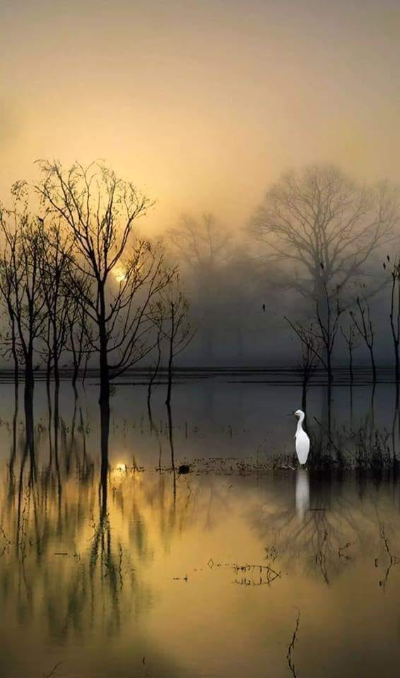 EgretGoldenPondFog_byViolaLoretti.jpg