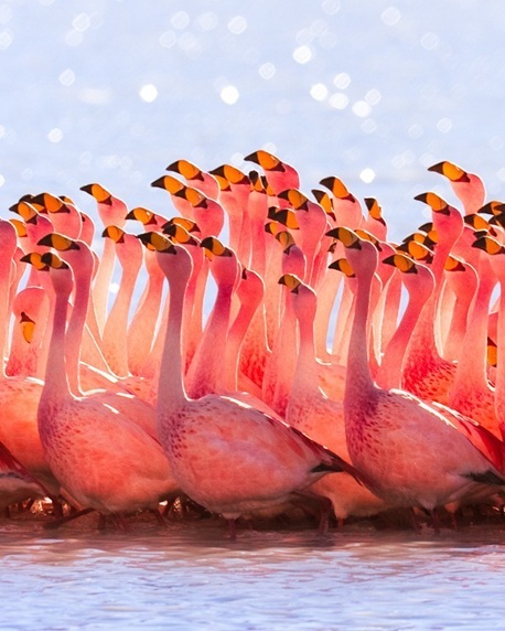 bird_FlamingoFlock.jpg