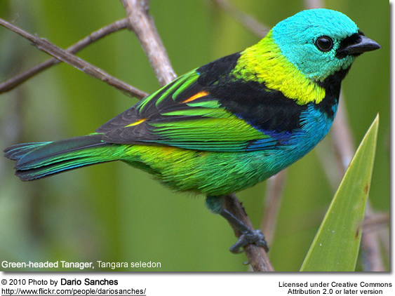 GreenheadedTanager.jpg