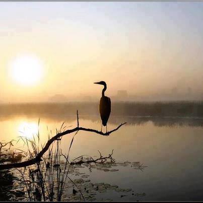Heron.jpg