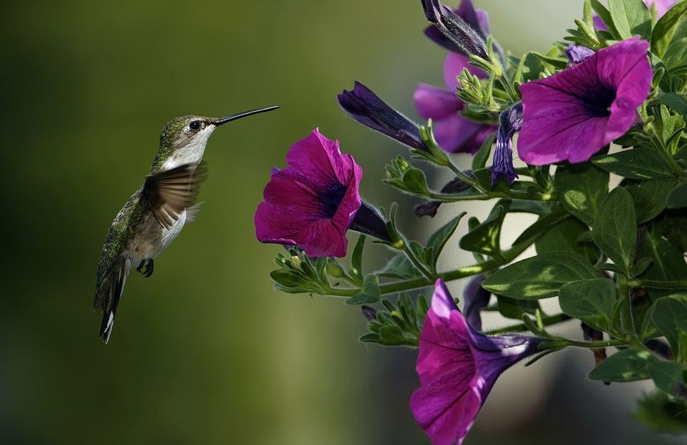 bird_HumingbirdFeeding.jpg