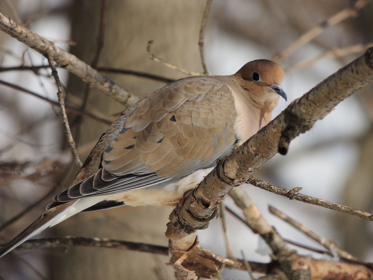 bird_MourningDove.jpg