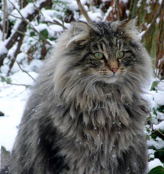 NorwegianForestCat.jpg