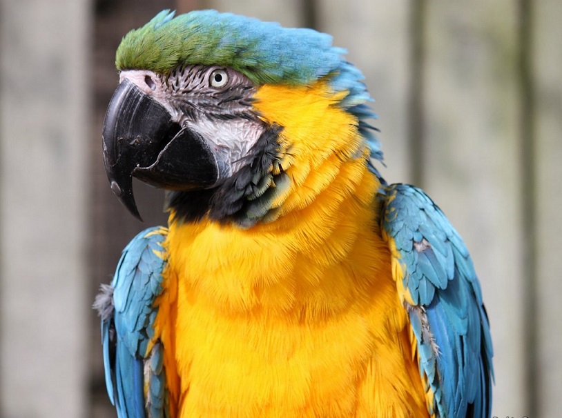 GuruShu_ParrotaAmarilla.jpg