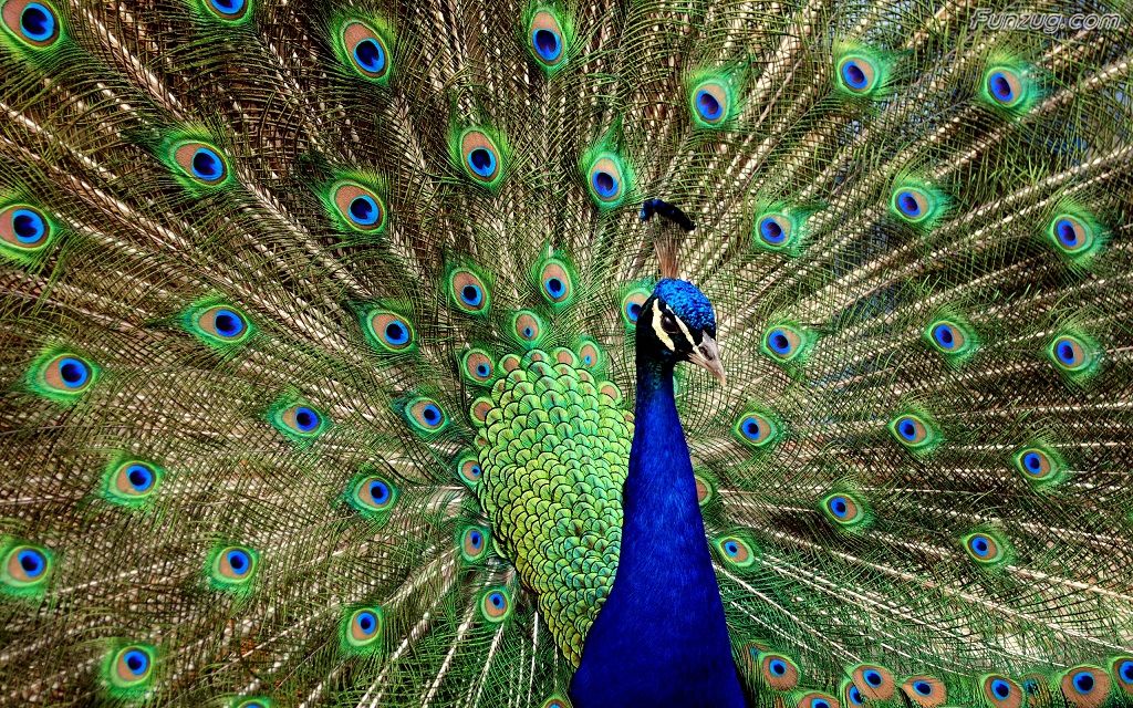 Peacock_spread.jpg