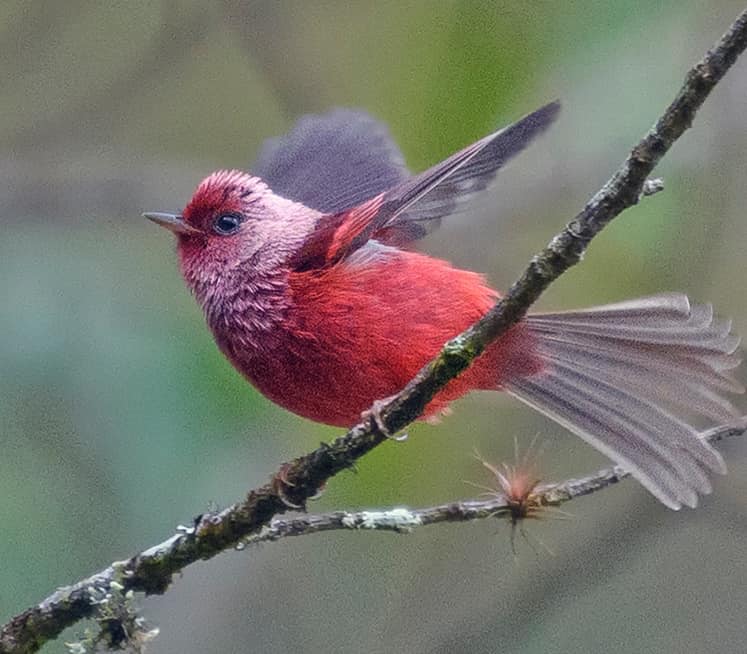 Pinkheadwarbler.jpg