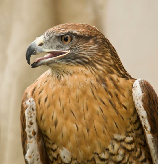 RedTailHawk.JPG