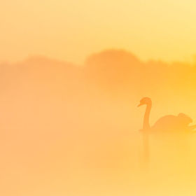 Swan3.jpg