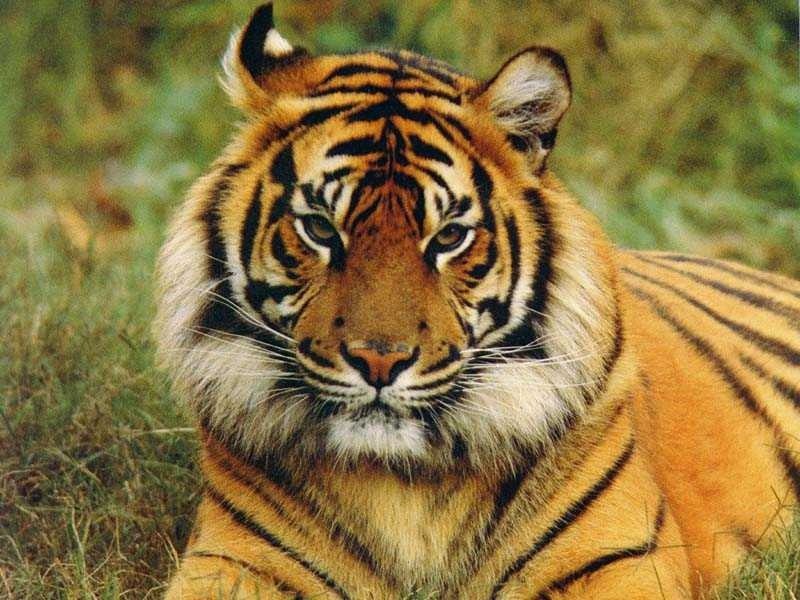 Tiger.jpg