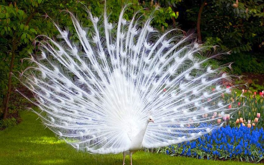 WhitePeaCock.jpg
