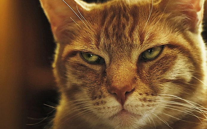 AngryFelineGinger.jpg
