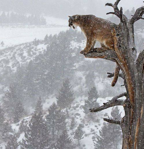 Cougar.jpg