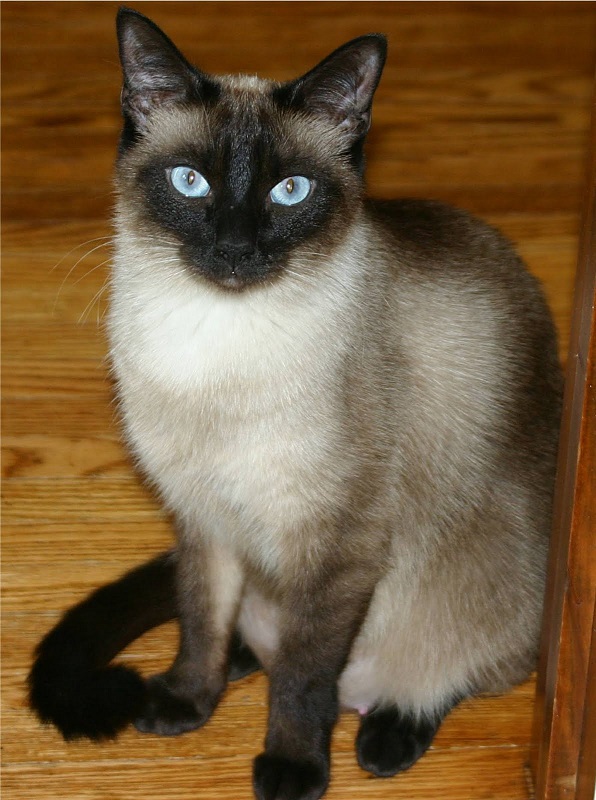SukraSingha_SiameseCat.jpeg