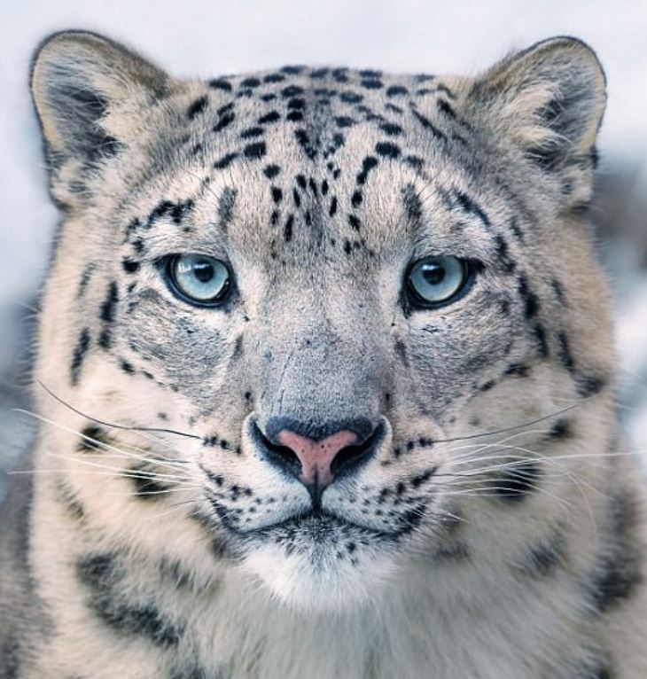 SnowLeopard.JPG