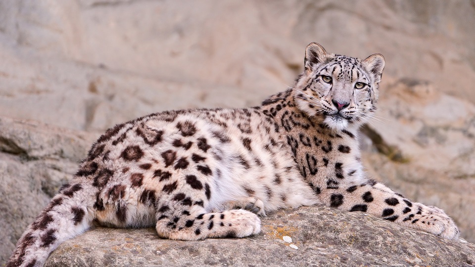 ShukraSimha_SnowLeopard_Kailasha.jpg