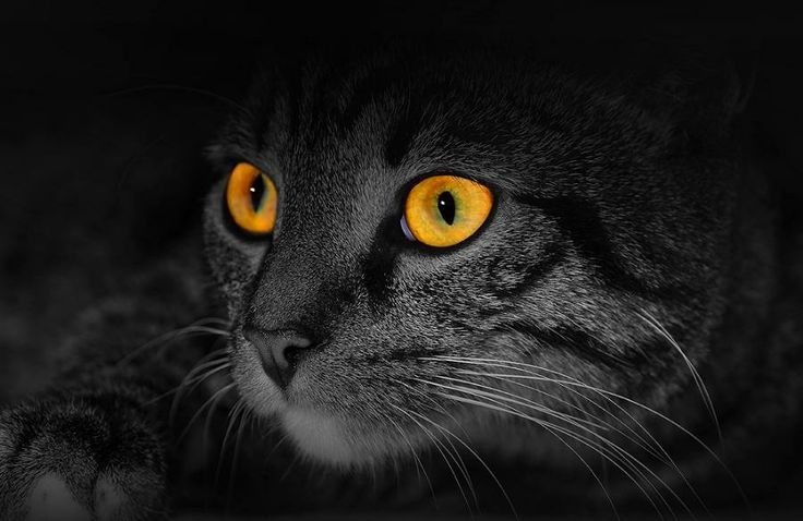 Kitty_goldEyes.jpg