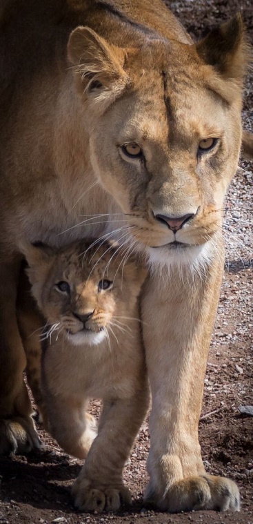 Dhaniztha_lioness_cub.jpg