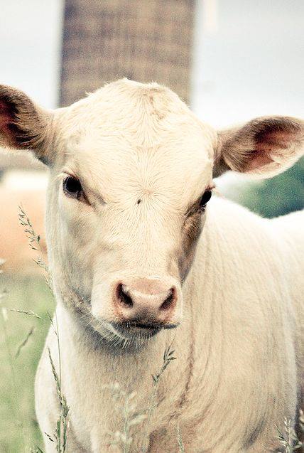 CalfWhite.jpg
