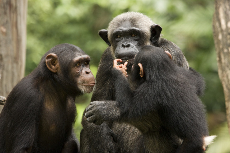 chimpanzee_emsemble.jpg